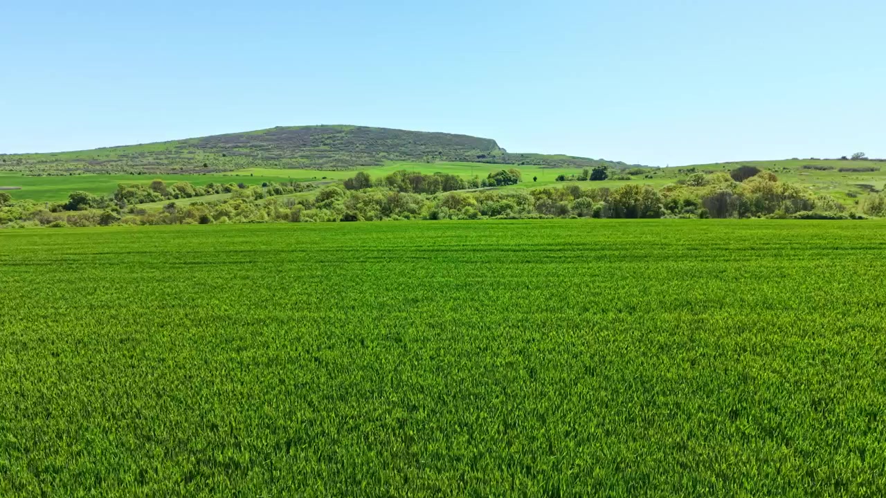 Champ de blé s'étendant à perte de vue sous un ciel dégagé, avec des collines lointaines en arrière-plan, en plein jour.