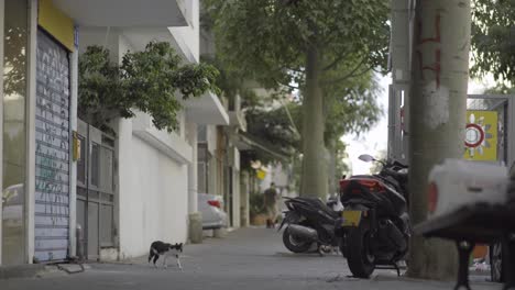 people, dogs and cats in a quiet street of tel aviv, israel