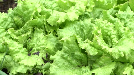 on natural open farm pan right bright green veggie patch lettuce spring onion