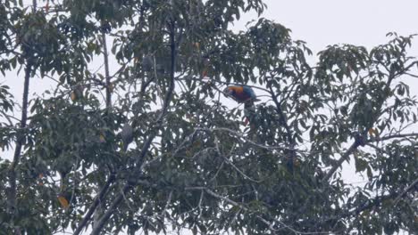 colorful parrot sharpens its beak in a tree branch in amazon forest
