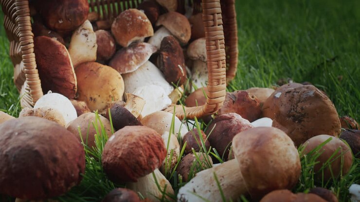 Slider shot: Boletus mushrooms fell out of a wicker basket. An appetizing ingredient in many gourmet dishes
