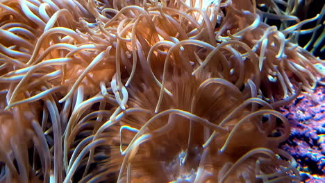 a think cluster of sea anemone tentacles on the coral reef