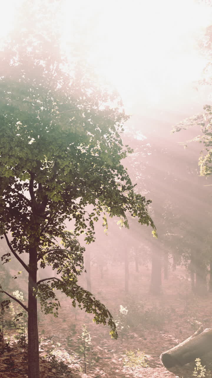 안개 숲을 가로지르는 빛