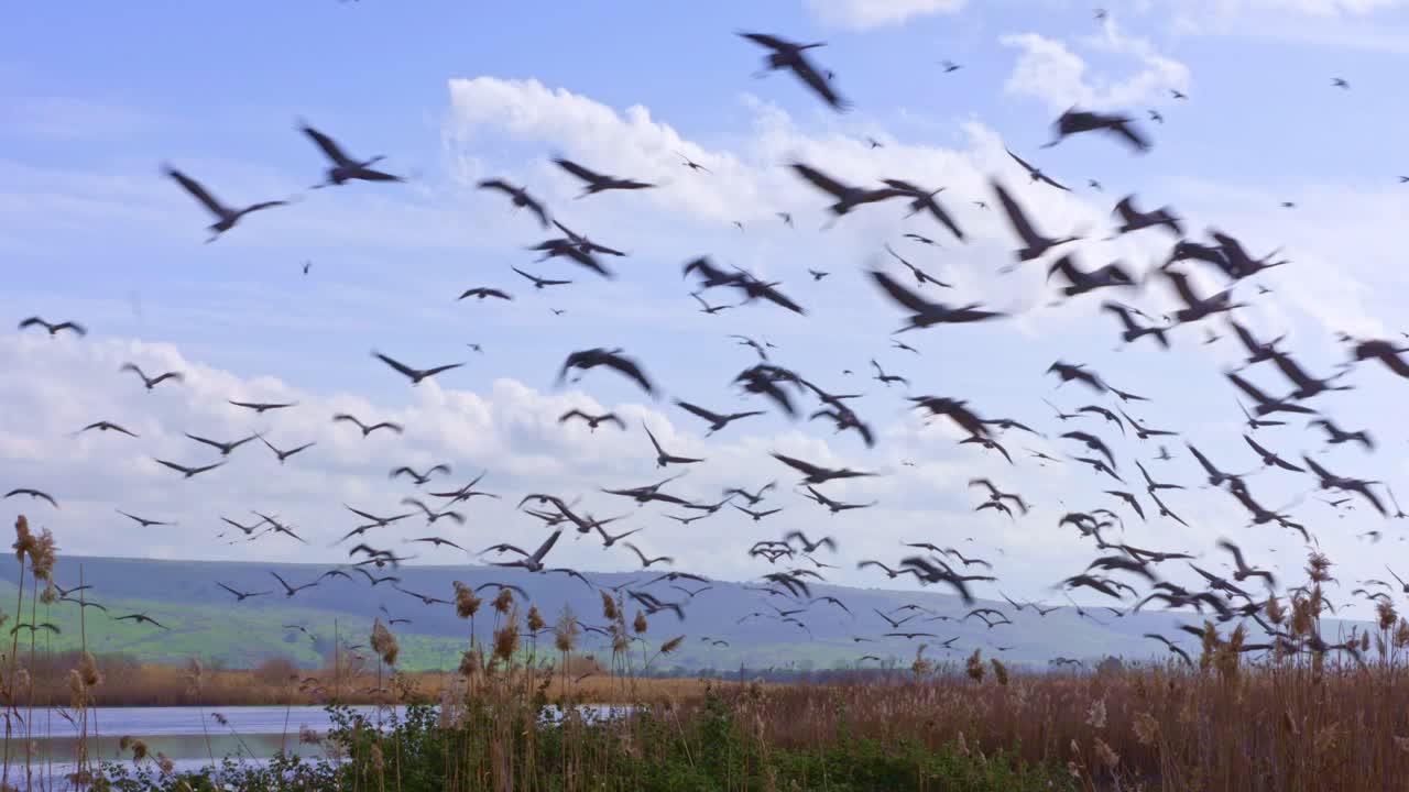 Common Crane (Grus grus) feeding project in the Hula Valley Israel. 30,000 Cranes are wintering in Israel.Flying among fields and water ponds