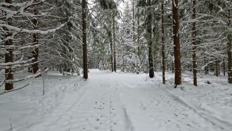 Tranquil-Snowy-Woods-in-Slow-Motion-Snowfall-in-a-Majestic-Pine-Forest-During-Winter-Season