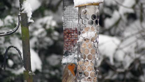 Zeitlupe-Einer-Ungewöhnlichen-Stelle,-An-Der-Ein-Rotkehlchen-In-Einer-Winterlichen,-Verschneiten-Szene-An-Einem-Vogelhäuschen-Frisst