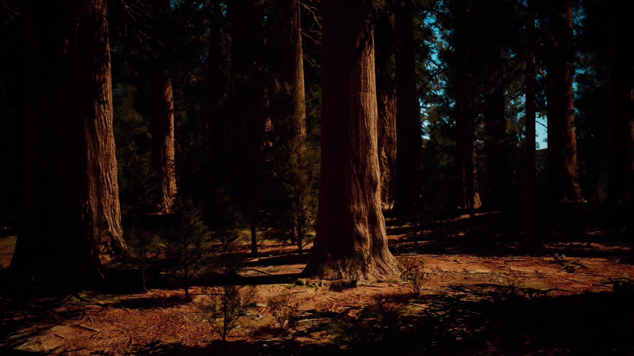 Gruppo di Sequoie Giganti nel Parco Nazionale di Yosemite in una giornata di sole
