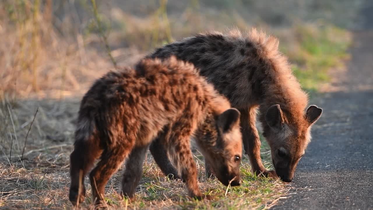 크루거 국립공원의 타르 도로 옆 풀밭에서 스니핑하는 점박이 하이에나 새끼 두 마리의 넓은 사진