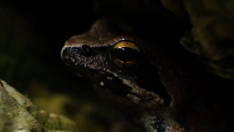 close-up of a frog in the dark