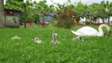 Swan and cygnets grazing on green grass in a public park