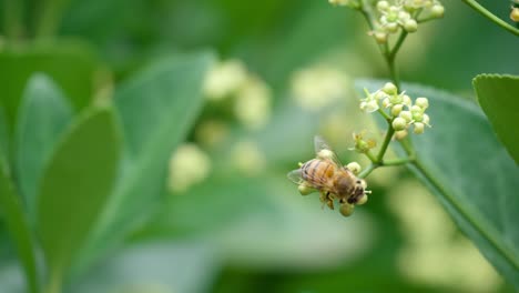 Close-up-of-Honey-bee-perched-on-blooming-white-flower-of-Japanese-spindle-in-a-garden