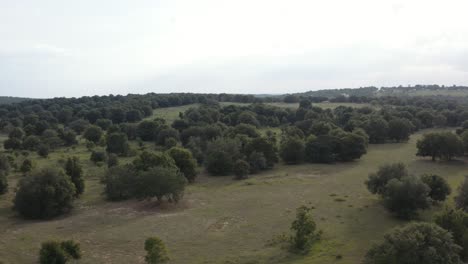 a aerial view revealing the open fields filled with trees