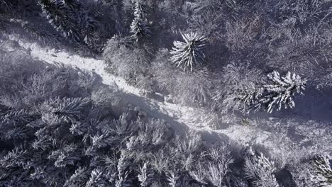 4k aerial video view of alpine snowy valley forest in peak of winter pull out - drone collection stock video