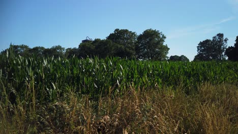 corn crops on agricultural field in summer in gotland, sweden