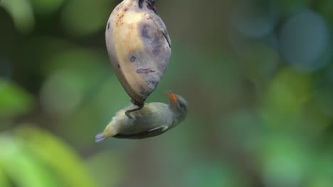 a female orange bellied flowerpecker bird flew to a banana and hung on the fruit while eating it