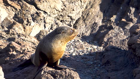 close up of screaming baby seal crying after mother on cape palliser,nz