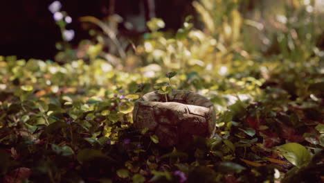 a soccer ball decomposing in the forest, with a small plant growing out of it