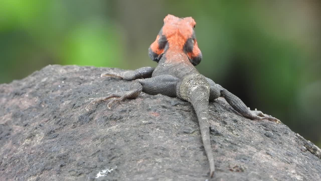 락 uhd mp4 4k 비디오에서 놀고 있는 도마뱀 ..