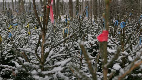 snow covered christmas trees tagged on a tree farm at xmas time