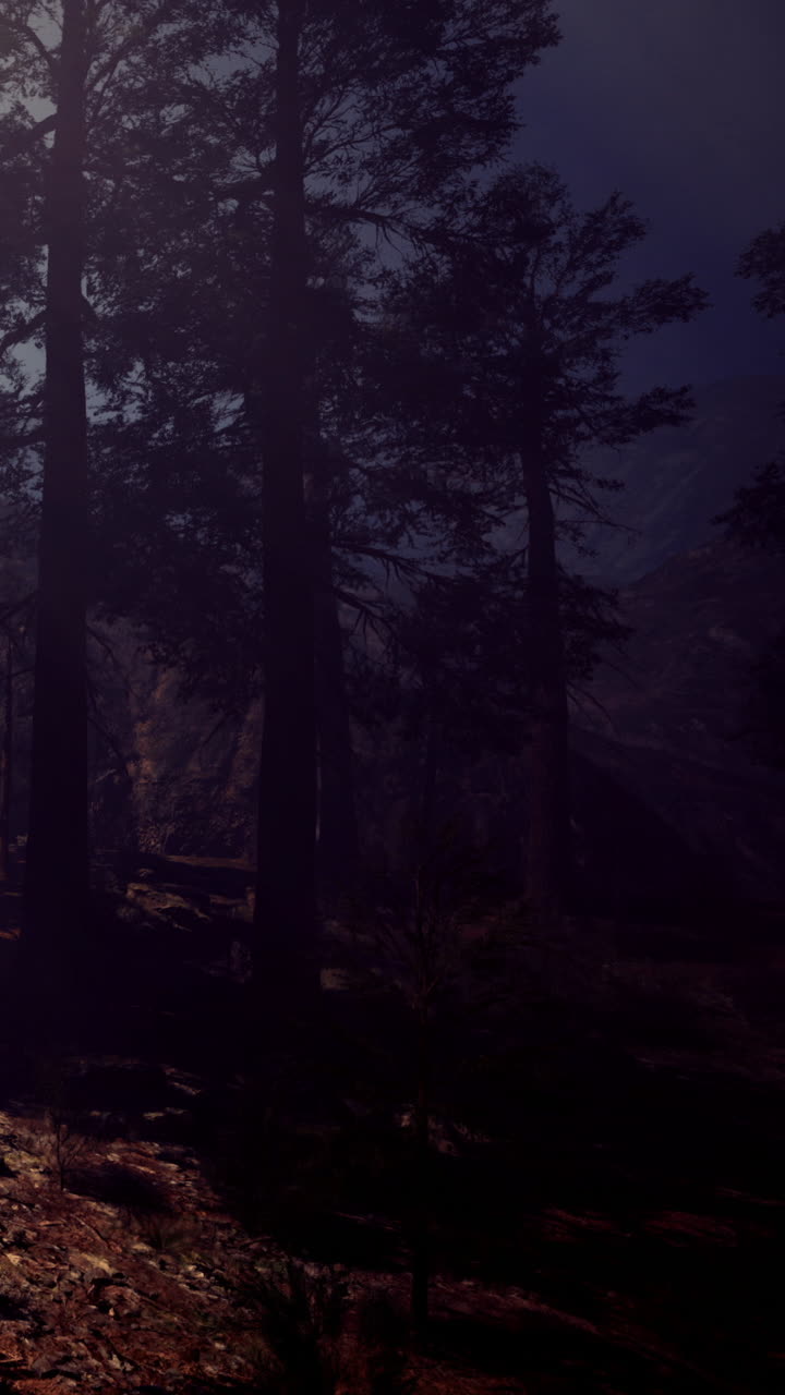 La luce della luna filtra tra gli alberi in una foresta di notte