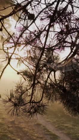 misty sunrise in a pine forest