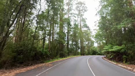 a serene drive along a winding road through dense, green forest with soft, natural lighting