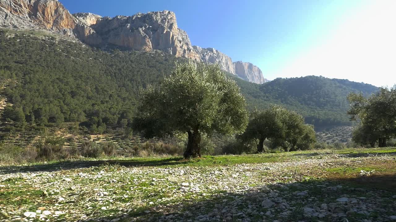 Olive grove on a hillside contrasting with an imposing rocky mountain in the background. Iconic landscape of the Sierra de Jaén, Andalusia