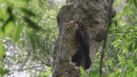 slow-motion of austen's brown hornbill feeding fruit for juvenile inside nest