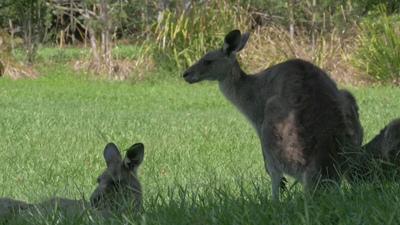 canguros grises orientales relajándose en un exuberante campo verde