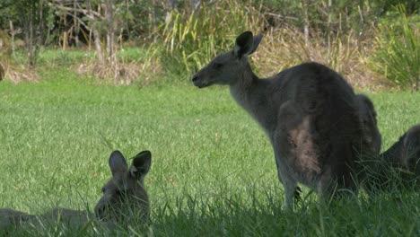 Eastern-Grey-Kangaroos-Relaxing-In-Lush-Green-Field