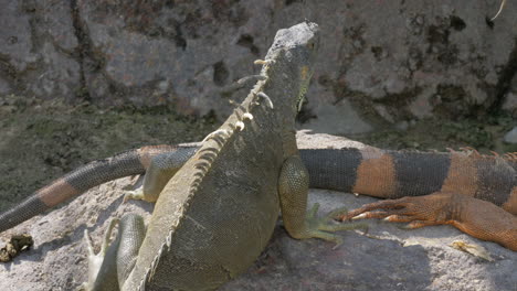 iguana sunbathing on the stone