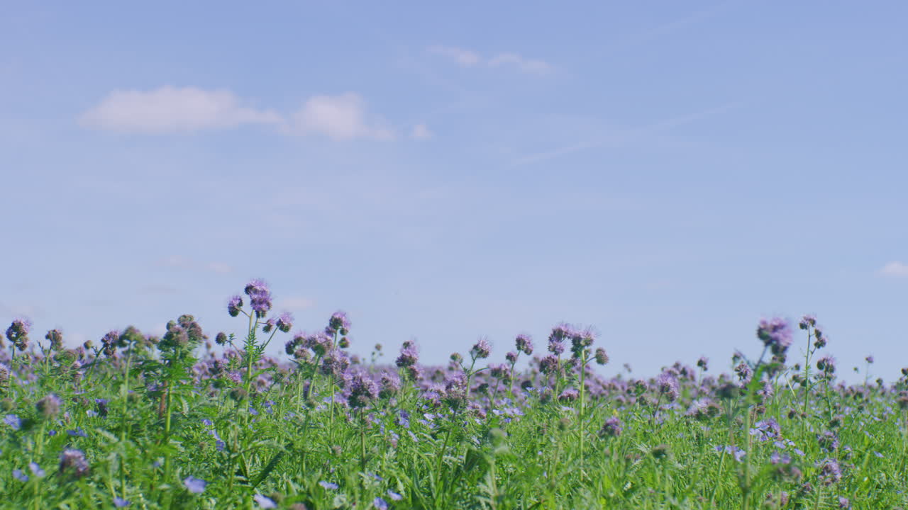 화창한 날에 탠시 파셀리아 초원, 옆으로 돌리
