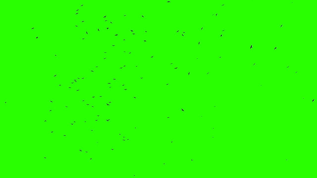 크로마 키를 가진 많은 새