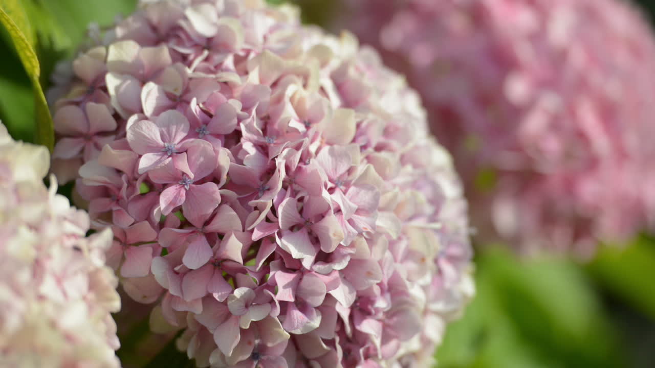hortensias de cerca tomadas al aire libre en un día soleado