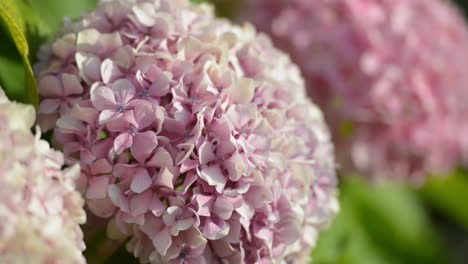 hydrangeas close up shot outdoor on a sunny day