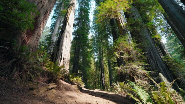 Wandering through the redwood forest a day of peace and wonder