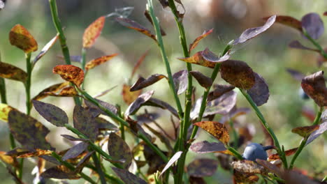 disparo de pedestal ascendente del joven arbusto de arándano europeo vaccinium myrtillis