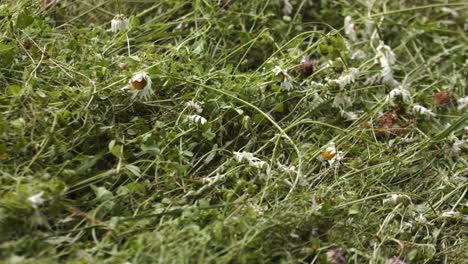 Close-up-handheld-shot-of-dead-flowers-after-garden-plot-pruning