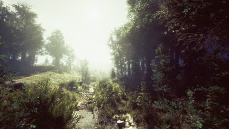 mysterious forest path under soft sunlight on a foggy morning