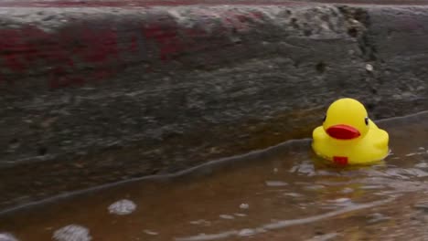 pato de goma amarillo flotando por un canal de la calle después de fuertes lluvias en ventura california