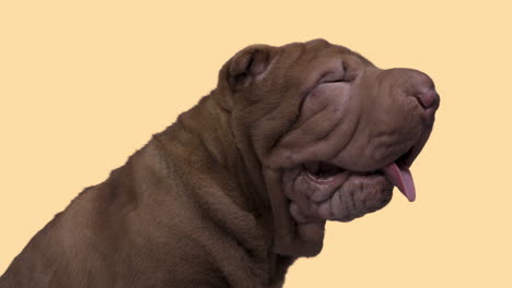 shar pei dog puppy lying down against white background