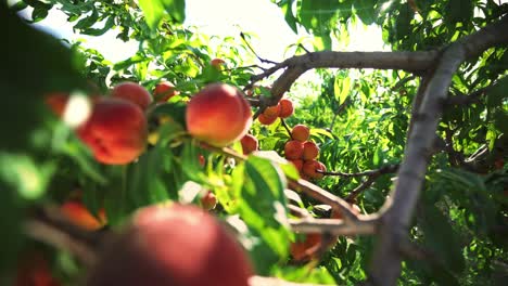 big juicy peaches on the tree. fabulous orchard. fruits ripen in the sun