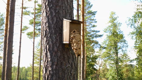 giant hornets nest from a slight distance