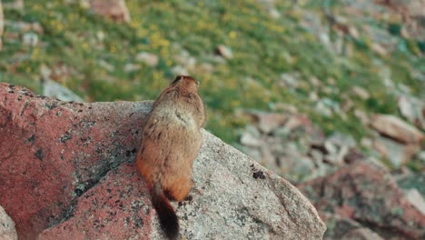 marmota en el parque nacional de las montañas rocosas