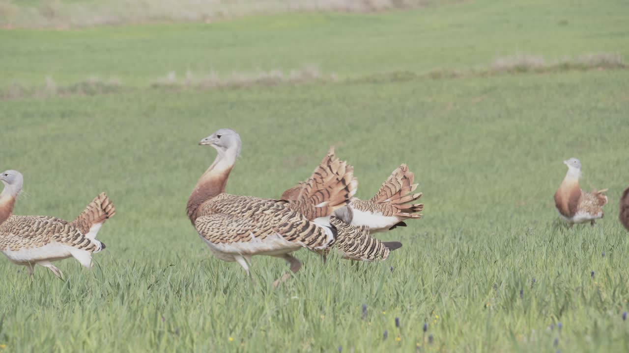 Un gruppo di otarde maschi che si esibiscono in un lek nel prato durante la stagione degli amori primaverile, a La Mancia, in Spagna