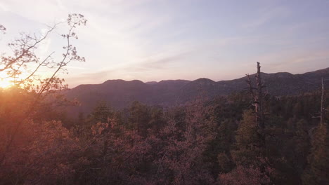 volando y emergiendo de los árboles para ver la puesta de sol sobre los pinos en el bosque de san bernadino en california