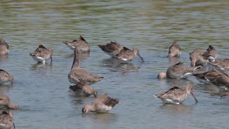 one in the middle scratching it's neck facing to the left while others forage for their favorite food, black-tailed godwit limosa limosa, thailand