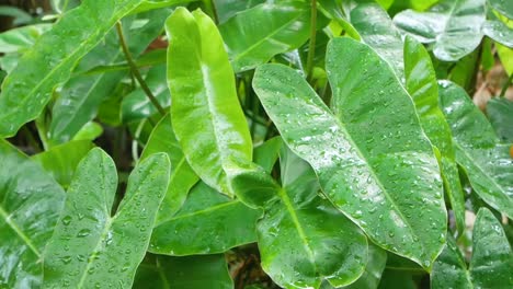 Slowmotion-landscape-view-while-raining-on-the-tree