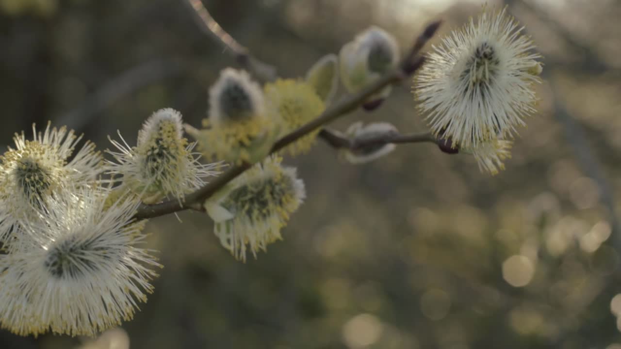 Pussy willow in the breeze with warm sunshine background close up shot
