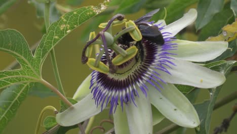 primer plano de un abejorro negro extrayendo néctar de una flor de la pasión de la corona azul que contribuye a la polinización